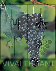 Foto di un grappolo d'uva di Refosco Peduncolo Rosso ISV F4T